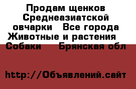 Продам щенков Среднеазиатской овчарки - Все города Животные и растения » Собаки   . Брянская обл.